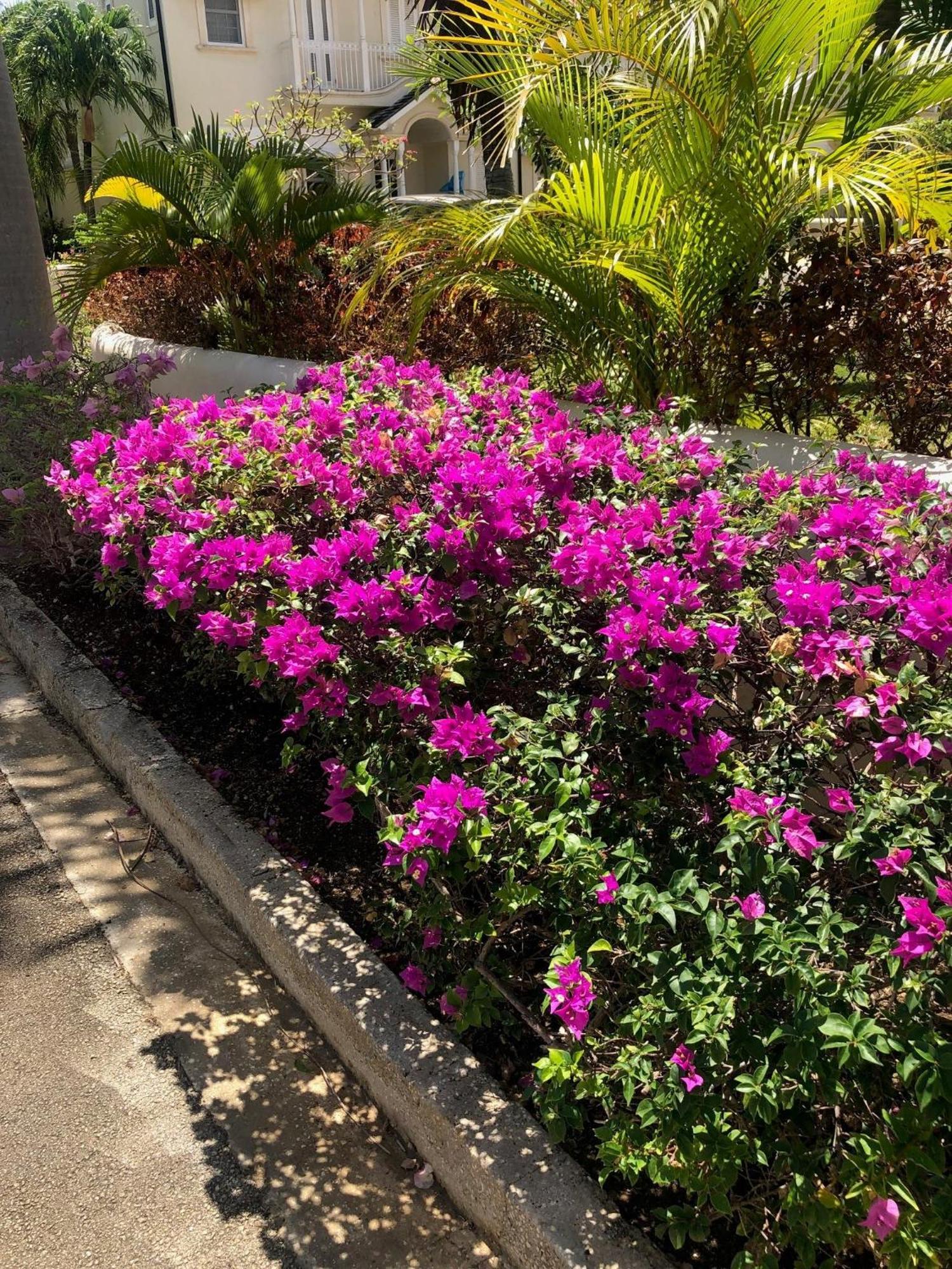 Villa Blue Horizon Battaleys Mews Mullins Barbados Saint Peter Exterior foto